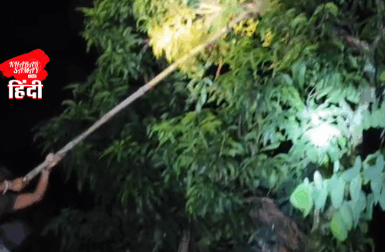 A 13 feet long king cobra was sitting wrapped around a mango tree!