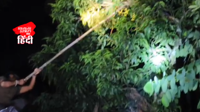 A 13 feet long king cobra was sitting wrapped around a mango tree!