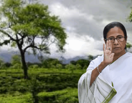As soon as the Chief Minister returned to Kolkata, 3 tea gardens in Dooars were closed!