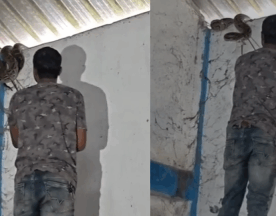 siliguri-a-10-foot-long-python-emerges-from-a-warehouse