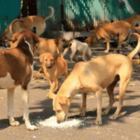 Stray dogs and animals will be removed from Siliguri!
