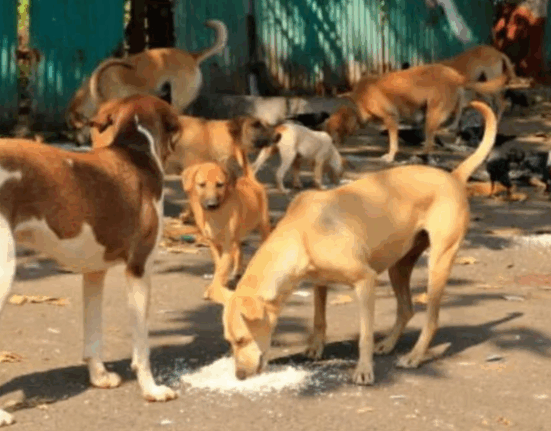 Stray dogs and animals will be removed from Siliguri!