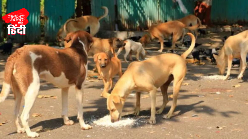 Stray dogs and animals will be removed from Siliguri!
