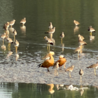 migratory-birds-are-seen-at-the-phulbari-mahananda-barrage-adding-to-the-charm-with-the-arrival-of-winter