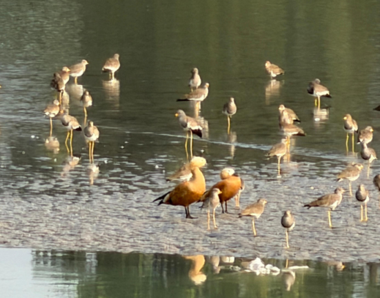migratory-birds-are-seen-at-the-phulbari-mahananda-barrage-adding-to-the-charm-with-the-arrival-of-winter