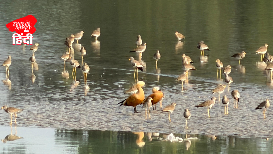 migratory-birds-are-seen-at-the-phulbari-mahananda-barrage-adding-to-the-charm-with-the-arrival-of-winter