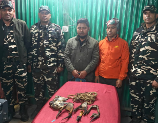 Wildlife trafficking racket busted at Indo-Nepal border; SSB apprehends two suspects.