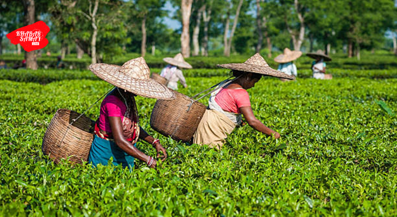 https://khabarsamay.com/chief-minister-makes-several-major-announcements-for-the-development-of-hills-and-tea-workers/