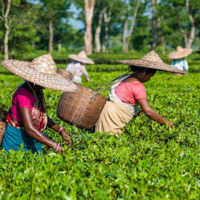 https://khabarsamay.com/chief-minister-makes-several-major-announcements-for-the-development-of-hills-and-tea-workers/