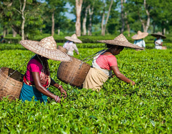 https://khabarsamay.com/chief-minister-makes-several-major-announcements-for-the-development-of-hills-and-tea-workers/
