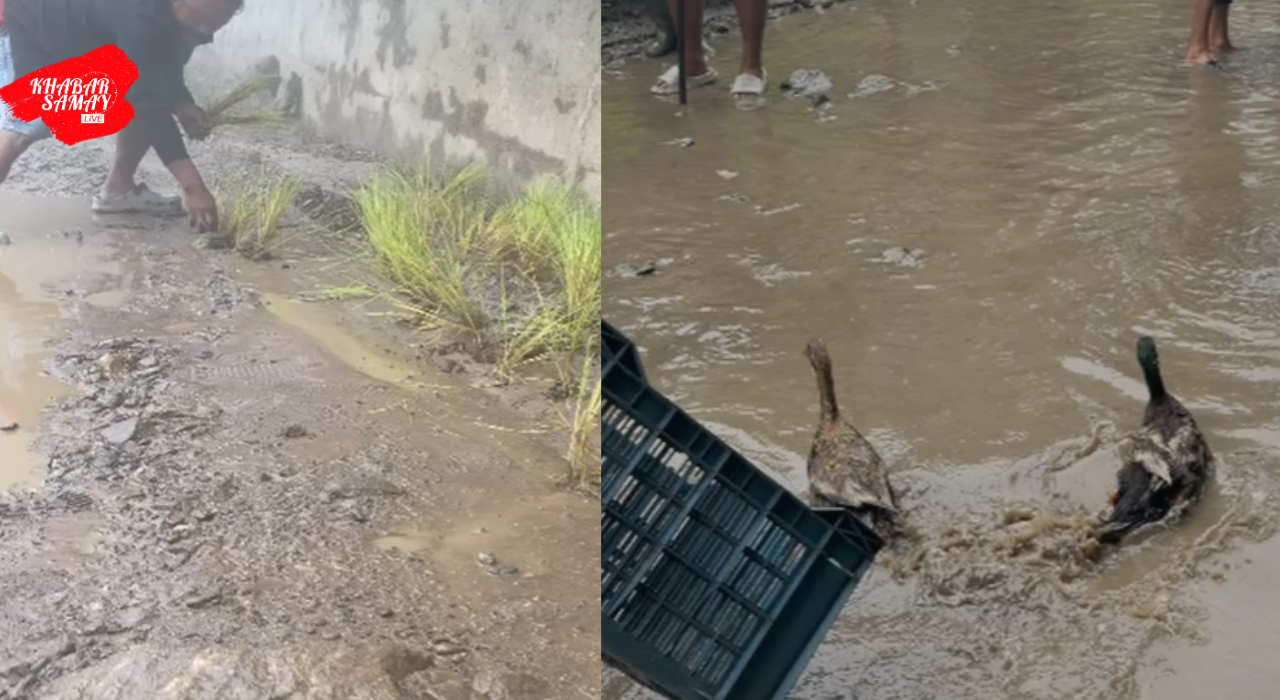 https://khabarsamay.com/villagers-stage-a-unique-protest-against-the-dilapidated-road-expressing-their-anger-by-planting-paddy-in-potholes-and-releasing-ducks/