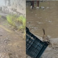 https://khabarsamay.com/villagers-stage-a-unique-protest-against-the-dilapidated-road-expressing-their-anger-by-planting-paddy-in-potholes-and-releasing-ducks/