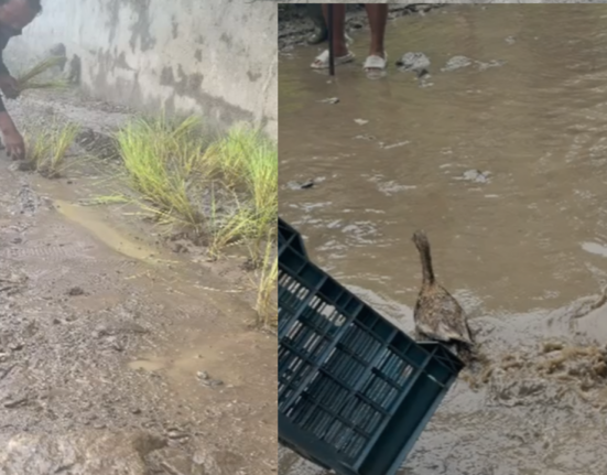 https://khabarsamay.com/villagers-stage-a-unique-protest-against-the-dilapidated-road-expressing-their-anger-by-planting-paddy-in-potholes-and-releasing-ducks/