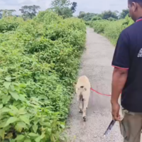 https://khabarsamay.com/headless-body-found-in-a-tea-garden-in-bagdogra-panic-grips-the-area/