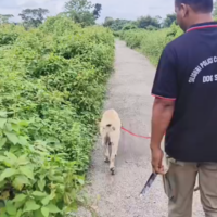 https://khabarsamay.com/headless-body-found-in-a-tea-garden-in-bagdogra-panic-grips-the-area/