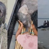 https://khabarsamay.com/the-baby-elephant-swept-away-by-the-strong-current-of-the-teesta-river-reunites-with-its-mother-the-forest-departments-presence-of-mind-saves-its-life/