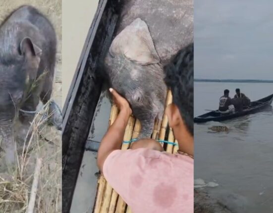 https://khabarsamay.com/the-baby-elephant-swept-away-by-the-strong-current-of-the-teesta-river-reunites-with-its-mother-the-forest-departments-presence-of-mind-saves-its-life/